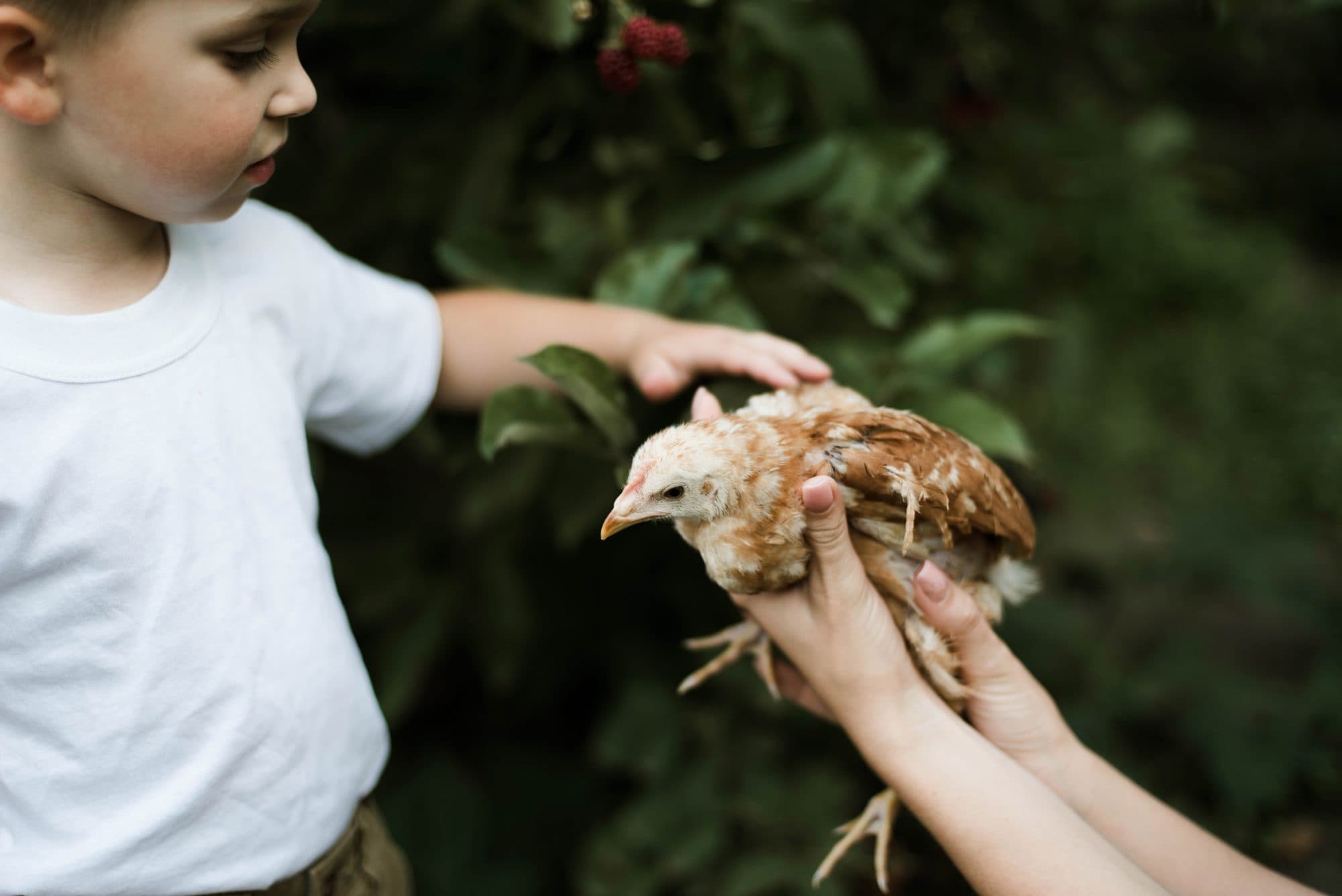 A child holding a young chick at Long Valley Acres